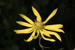 Pineland false sunflower